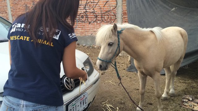 Amigos Pro Animal AC: opiniones, fotos, número de teléfono y dirección de  Clínicas veterinarias (Aguascalientes) 